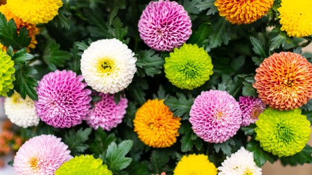 انواع گلهای قابل استفاده در دسته گل ها, گلهای قابل استفاده در دسته گل ها,گل داوودی