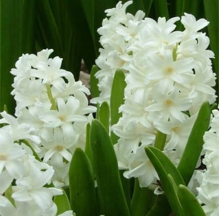 انواع گلهای قابل استفاده در دسته گل ها, گلهای قابل استفاده در دسته گل ها,گل مریم