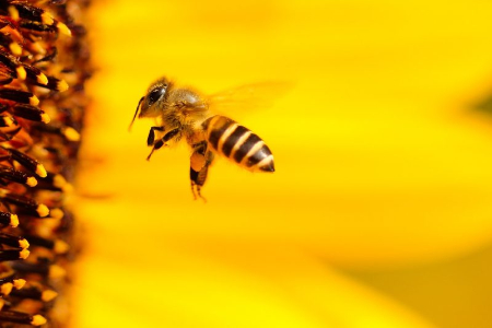 راهکارهای موثر برای دفع زنبور از منزل