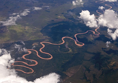 سرچشمه رود آمازون , گونه های گیاهی رود آمازون , رود آمازون