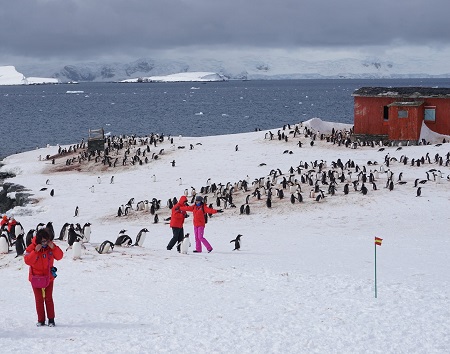 قطب جنوب سردترین نقطه روی زمین , جاذبه های طبیعی قطب جنوب , گیاهان قطب جنوب