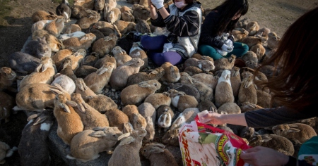 سفر به دنیای خرگوش ها در جزیره خرگوش