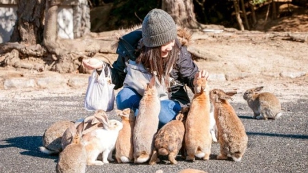 سفر به دنیای خرگوش ها در جزیره خرگوش