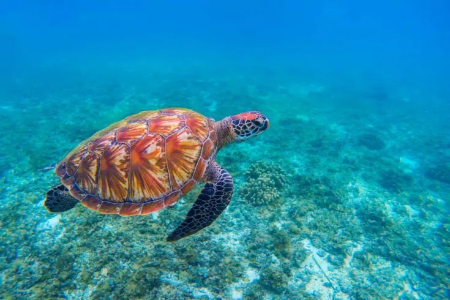 پورتو اسکندیدو, پورتو اسکندیدو مکزیک