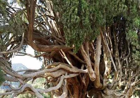 بازدید درخت سرو هرزویل