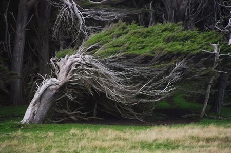 درخت های طوفانی,درخت های طوفانی در نیوزلند,عجایب طبیعی