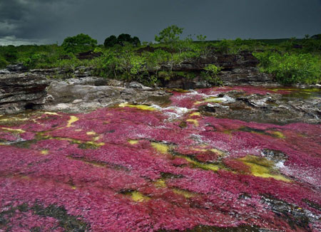 رودخانه,رودخانه 5 رنگ در کلمبیا,عجایب طبیعت