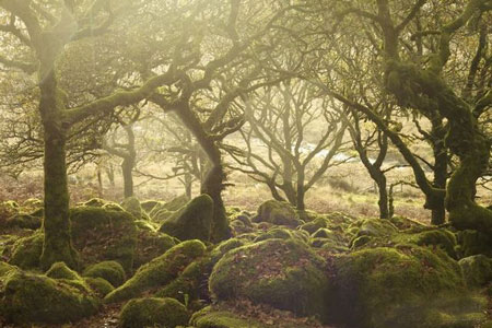جنگل,جنگل ویستمن,تصاویر جنگل ویستمن در انگلیس