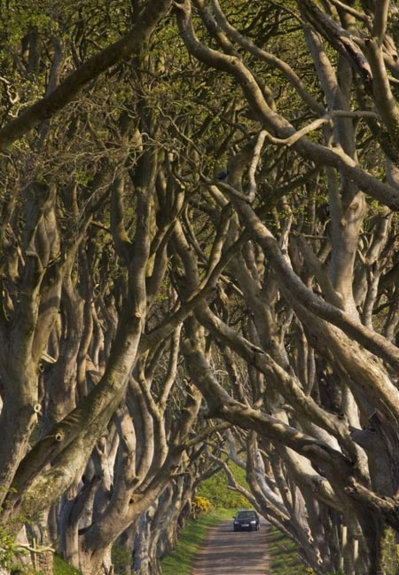 عکس های تونل درختی,تونلی از جنس درخت در ایرلند,مکانهای دیدنی ایرلند