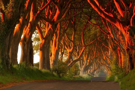 تصاویر تونل درختی,تونلی از جنس درخت در ایرلند,مکانهای دیدنی ایرلند