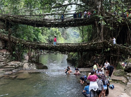 عجیب‌ترین پل‌های ریشه‌ای طبیعی, ساخت پل از ریشه درختان, پل درختی در هند کجاست