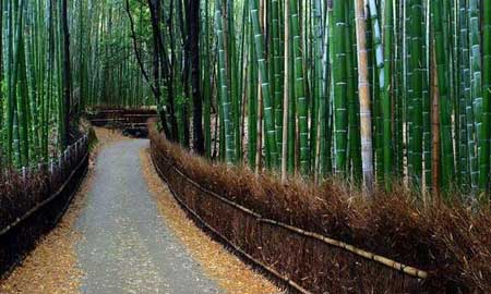 جنگل زیبای بامبو در ژاپن,جاهای دیدنی ژاپن