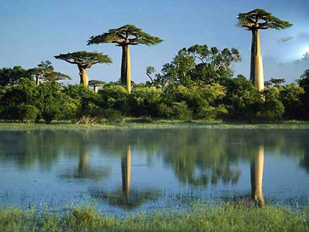  مکانی که پیش از نابودی باید ببینید, ماداگاسکار