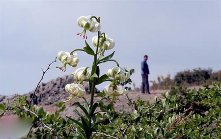 سوسن چلچراغ,سوسن چلچراغ ها در روستای داماش در استان گیلان