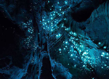 غار های وایتومو گلوورم,مکانهای تفریحی نیوزلند