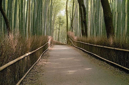 عکس های جنگل بامبو در ژاپن