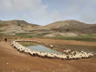 سفر به جنگلی که محل عبور فرشته ها است