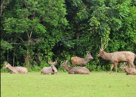 اولین پارک ملی ثبت شده در تایلند, پوشش گیاهی پارک ملی کائویای