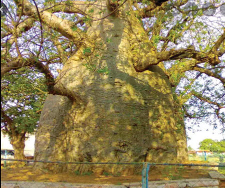 درخت افسانه ای بائوباب,همه چیز در مورد درخت افسانه ای بائوباب,آشنایی با درخت های عجیب بائوباب