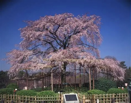 هانامی کیوتو پارک مارویاما کیوتو, هانامی کیوتو