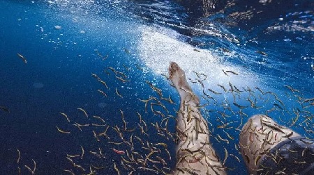مرگبارترین دریاهای جهان, خطرناک ترین مکان برای شنا به دلیل کوسه ها