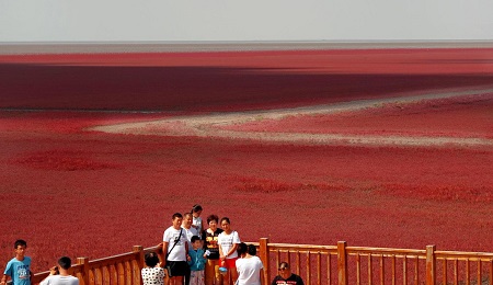 عکس های ساحل سرخ چین, شکل گیری ساحل سرخ چین, جاذبه ی گردشگری ساحل سرخ