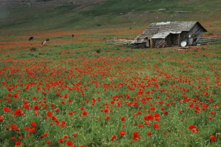 دشت شقایق کالپوش دشت شقایق کالپوش, دشت آفتابگردان کالپوش