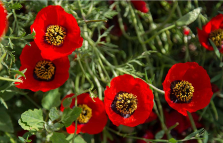 دشت آفتابگردان کالپوش دشت شقایق کالپوش, دشت آفتابگردان کالپوش