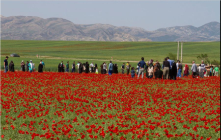 جاذبه گردشگری سمنان دشت شقایق کالپوش, دشت آفتابگردان کالپوش