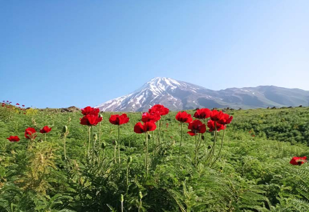 بهترین زمان بازدید دشت شقایق دشت شقایق کالپوش, دشت آفتابگردان کالپوش