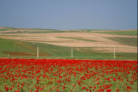 مسیر دسترسی دشت کالپوش دشت شقایق کالپوش, دشت آفتابگردان کالپوش