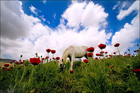 رودهن,رودهن کجاست,مکان های دیدنی رودهن