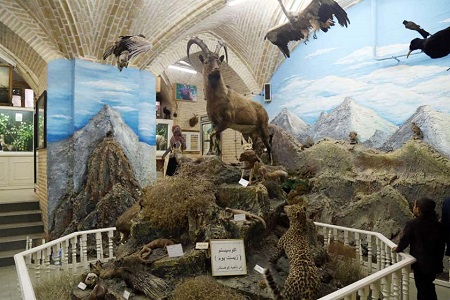 آدرس موزه تاریخ طبیعی یزد, عکس های موزه تاریخ طبیعی یزد, نمونه های حیات وحش بومی