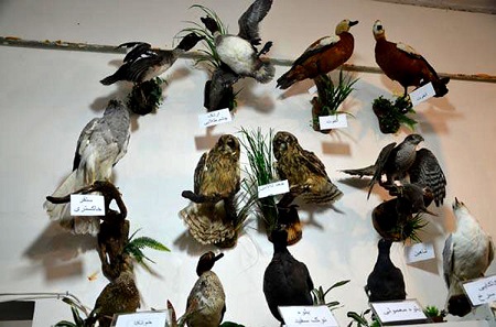  گونه های نادر جانوری, موزه محیط زیست یزد, موزه تاریخ طبیعی یزد