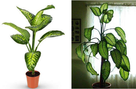 استفاده از گل و گیاه در دکوراسیون خانه,کاربردهای گل و گیاه در دکوراسیون