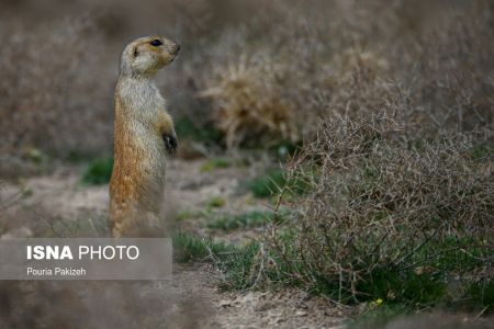 سنجاب زمینی,اخبارگوناگون,خبرهای گوناگون 