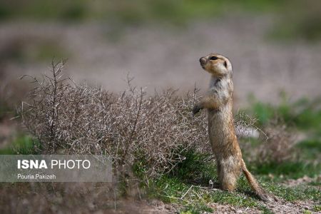 سنجاب زمینی,اخبارگوناگون,خبرهای گوناگون 