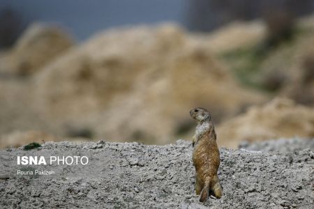 سنجاب زمینی,اخبارگوناگون,خبرهای گوناگون 