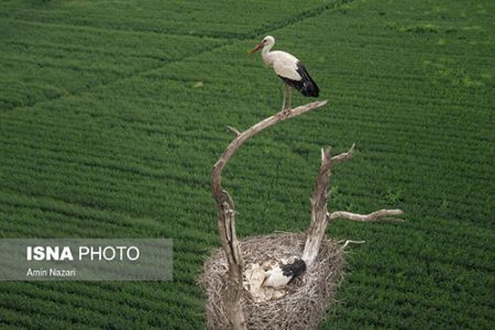  ,اخبارگوناگون,خبرهای گوناگون 