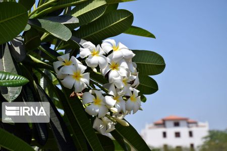 بهار در کیش،اخبارگوناگون,خبرهای گوناگون بهار در کیش,اخبارگوناگون,خبرهای گوناگون