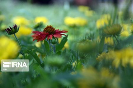 بهار در کیش،اخبارگوناگون,خبرهای گوناگون بهار در کیش,اخبارگوناگون,خبرهای گوناگون