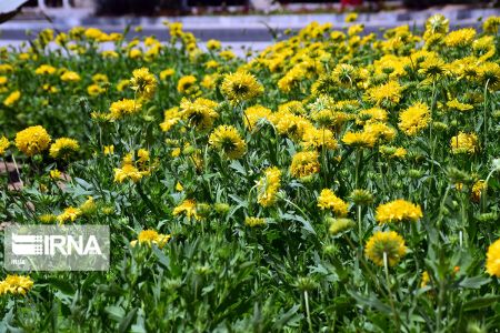 بهار در کیش،اخبارگوناگون,خبرهای گوناگون بهار در کیش,اخبارگوناگون,خبرهای گوناگون