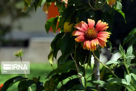بهار در کیش،اخبارگوناگون,خبرهای گوناگون بهار در کیش,اخبارگوناگون,خبرهای گوناگون