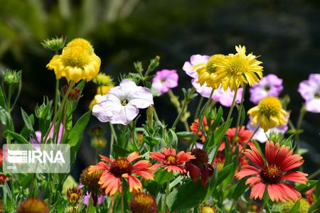 بهار در کیش،اخبارگوناگون,خبرهای گوناگون بهار در کیش,اخبارگوناگون,خبرهای گوناگون