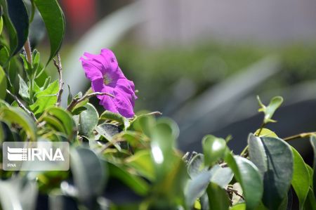 بهار در کیش،اخبارگوناگون,خبرهای گوناگون بهار در کیش,اخبارگوناگون,خبرهای گوناگون