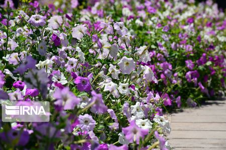بهار در کیش،اخبارگوناگون,خبرهای گوناگون بهار در کیش,اخبارگوناگون,خبرهای گوناگون