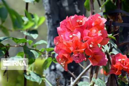 بهار در کیش،اخبارگوناگون,خبرهای گوناگون بهار در کیش,اخبارگوناگون,خبرهای گوناگون