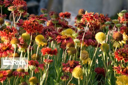 بهار در کیش،اخبارگوناگون,خبرهای گوناگون بهار در کیش,اخبارگوناگون,خبرهای گوناگون