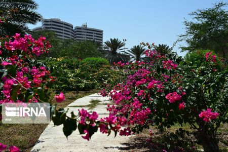 بهار در کیش،اخبارگوناگون,خبرهای گوناگون بهار در کیش,اخبارگوناگون,خبرهای گوناگون
