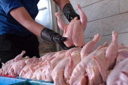 واردات مرغ ،اخباراقتصادی ،خبرهای اقتصادی واردات مرغ,اخباراقتصادی ,خبرهای اقتصادی
